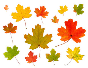 A set of autumn red, yellow, green maple leaves, isolated on a white background.