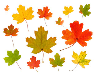 Naklejka na ściany i meble A set of autumn red, yellow, green maple leaves, isolated on a white background.