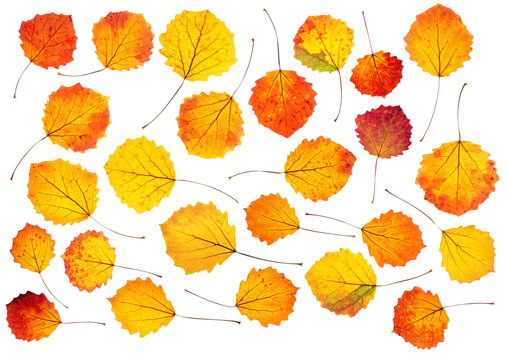 A set of bright autumn aspen leaves with backlight, isolated on a white background.