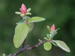 close-up photos of garden flowers and trees that surround us