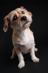 Cute little dog in studio on black background.
