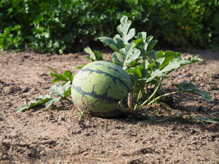 Ripe striped watermelon with leaves grows in the ground in an orchard in summer. Cultivation of delicious seasonal fruit citrullus lanatus,. Eco-friendly gardening and crop production