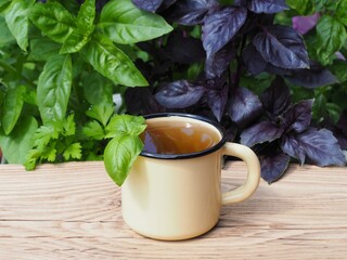 Herbal tea with basil in a mug on a wooden table in the garden on a background of purple and green leaves. Spicy herb ocimum basilicum for use in food, herbal medicine and preparation of health drinks