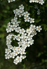 close-up photos of garden flowers and trees that surround us