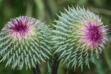 close-up photos of garden flowers and trees that surround us