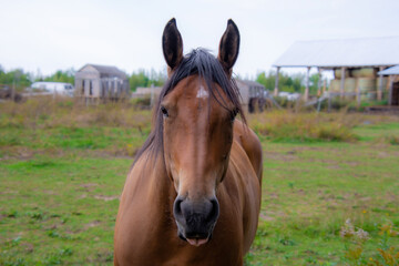 Obraz premium Pretty horse on a Canadian farm in the province of Quebec 