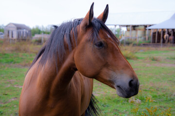 Obraz premium Pretty horse on a Canadian farm in the province of Quebec 