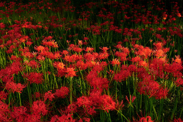 field of red spider lily