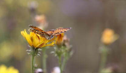 The little moth spreads its wings and flies off the yellow flower, illuminated by the sun.