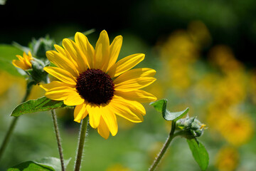 Fototapeta premium sunflower in the garden
