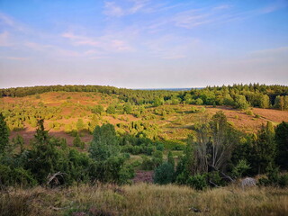 Obraz premium Naturschutzgebiet Lüneburger Heide