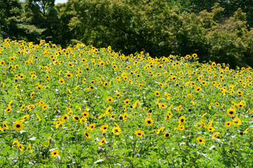 field of sunflowers