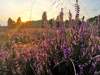 Naturschutzgebiet Lüneburger Heide