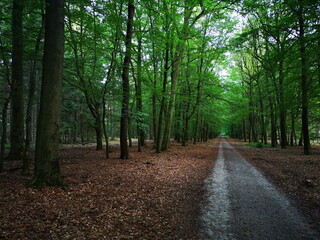 Fototapeta premium Naturschutzgebiet Lüneburger Heide