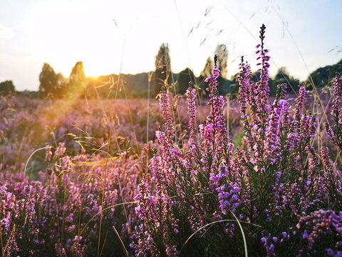 Naturschutzgebiet L&uuml;neburger Heide