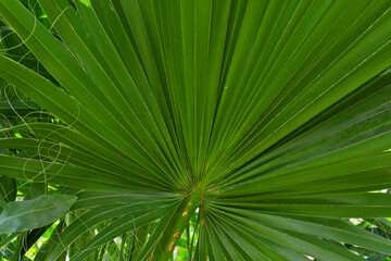 Closeup of fan palm leaf. Geometric pattern of mediterranean palm leaf.