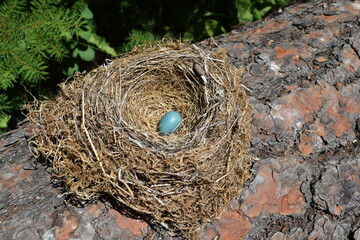 Robin's nest with one blue egg inside. 