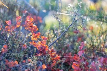 Colorful autumn natural background of Arctic plants at sunset.