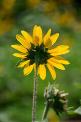 yellow flower in the garden