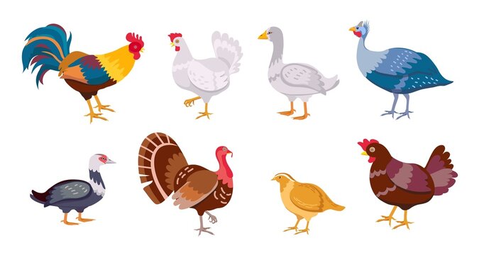 Cartoon farm birds chicken hen, rooster, duck and goose. Poultry family. Flat domestic egg producing bird, hens, turkey and quail vector set