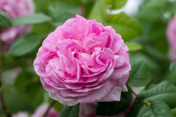 close-up photos of garden flowers and trees that surround us