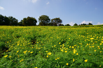 field of cosmos flowers