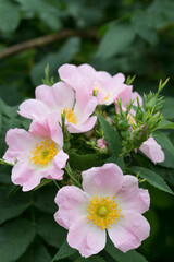 Obraz premium close-up photos of garden flowers and trees that surround us