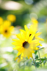 Obraz premium yellow flowers