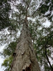 A Melaleuca cajuputi giant plant potrait,  commonly known as cajuput