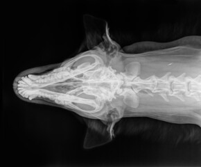 X-ray of the skull of a large dog, view from above. Black and white photo, isolated on black - obrazy, fototapety, plakaty