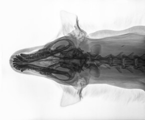 X-ray of the skull of a dog, dorso-ventral view, black and white photo from above. Isolated on white