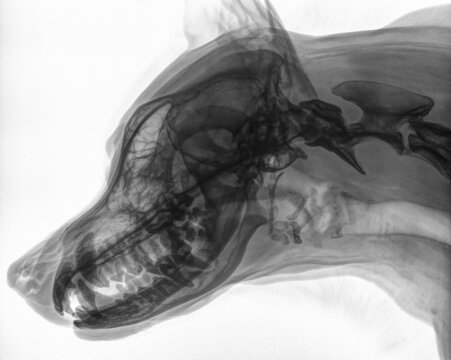 X-ray of the skull of a dog, in side position, black and white photo