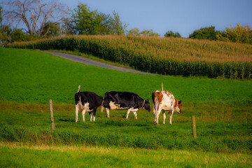 Pretty cows in a Quebec farm in the Canadian coutryside
