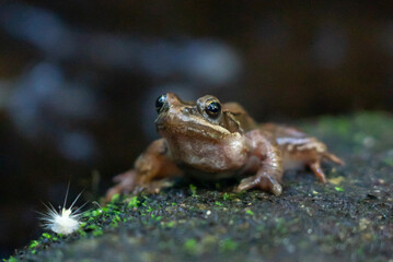 Fototapeta premium frog on the ground