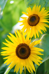 sunflower in the garden