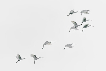 A flock of Eurasian Spoonbill or common spoonbill (Platalea leucorodia)  in flight. Gelderland in the Netherlands. Isolated on a white background.                                                   