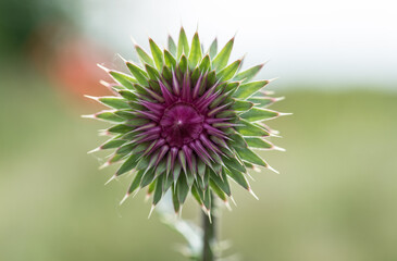 close-up photos of garden flowers and trees that surround us