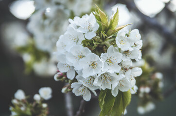 Tree flower during spring. Nature blossom. Almond flower white. 