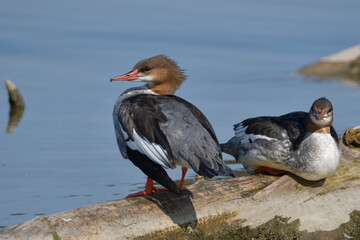 Two Common Merganser ducks sits perched on a fallen tree at the waters edge
