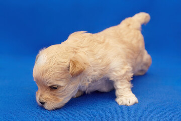 very small puppy Maltipu hesitantly tries to get up on his paws. photo shoot on a blue background