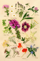 Flowers and herbs used in alternative herbal plant medicine remedies. Nature study details with...