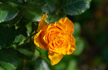 close-up photos of garden flowers and trees that surround us