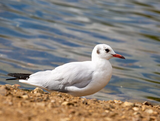 Seagull on the beach