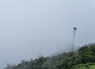 The Misty Mountains Cold of Choachi, Colombia