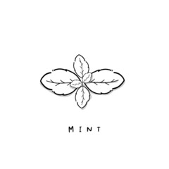 Vector illustration of mint, Peppermint . Hand-drawn icon graphic for menu, store display, and recipe isolated on white background.