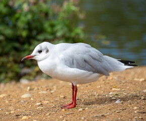 Seagull on the shore