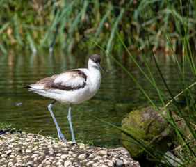 Avocet by a lake
