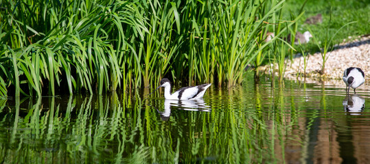 Avocet in a lake near luscious vegetation