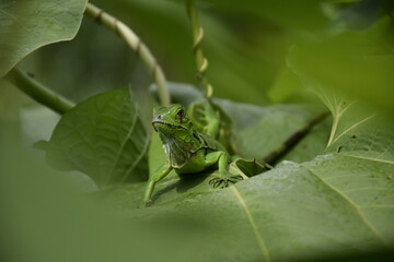 Baby green iguana with a green background