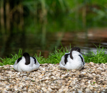 Avocets resting by a lake